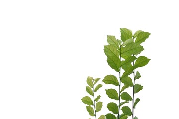 Naklejka premium Tropical tree leaves with branches on white isolated background for green foliage backdrop and copy space