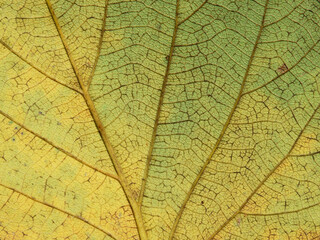 autumn leaf texture ( Bastard Teak, Bengal Kino, Kino Tree, Flame of the Forest )