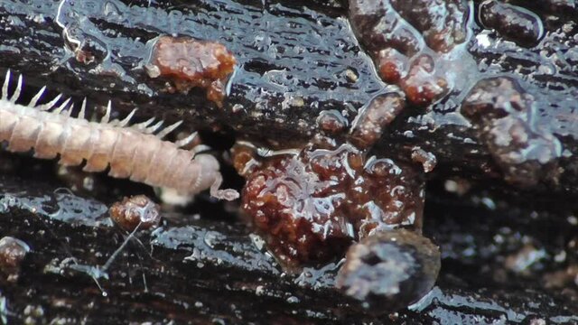Hundertf&uuml;&szlig;er (Chilopoda)