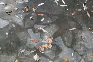 Pond water surface covered with thin ice crust during the first frost.