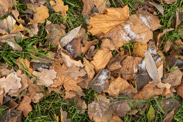 Autumn colorful withered leaves covered with the first frost.