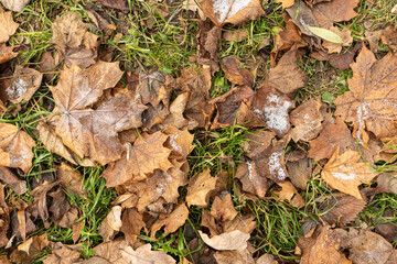 Naklejka premium Autumn colorful withered leaves covered with the snow cristals. First frosts in late autumn.