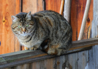 
the cat sits on the railing of an old rural wooden house