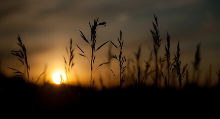 sunset in the grass