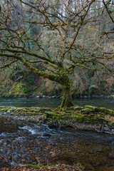 Old mossy tree, river and forest in winter, dark and mysterious atmosphere, Limousin region, France
