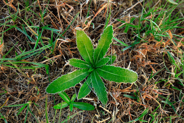 Frost plants are in the wild