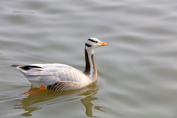 Bar headed geese swim in the water in a park, North China
