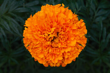 Flowers in the garden, in drops of water after the rain, background, close-up, texture.