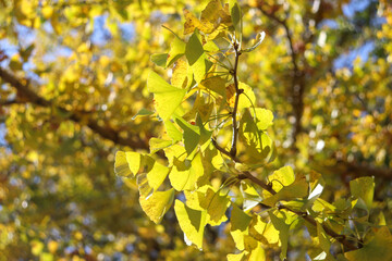 Obraz premium 秋 紅葉 銀杏 イチョウ 夕暮れ かわいい