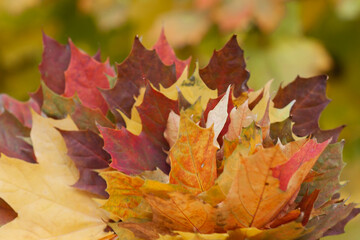 Autumn maple leaf close up. 
leaves in hand. Golden autumn maple leaf. Maple leaf in autumn. Autumn maple leaf