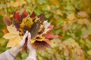 Autumn maple leaf close up. 
leaves in hand. Golden autumn maple leaf. Maple leaf in autumn. Autumn maple leaf
