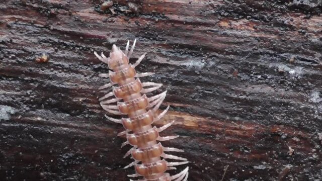 Hundertf&uuml;&szlig;er (Chilopoda)