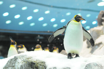 Black and White Colored Penguin