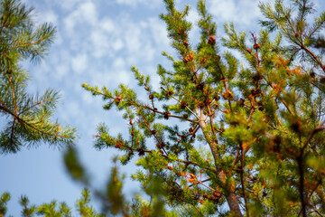 pine trees and blue sky