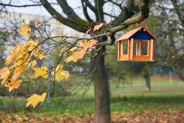 Orange bird feeder hanging on a tree branch with autumn leaves in a city park. Selective focus, background blur.