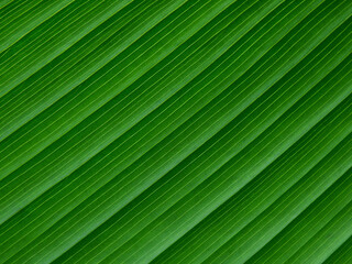 Obraz premium texture of green leaf with line, natural background