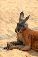 Kangaroo resting in the sand Park of China