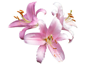 Batch of three rose color Lillie blossoming flowers with part of stem and green leaves side view...