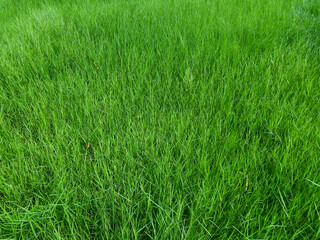 tall green grass in the meadow with sunlight at the morning