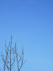 dry branch of tree with blue sky background