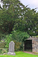 The Fortingall Yew, said to be at least 3,000 years old and the oldest tree in Europe, stands protected by a stone wall in the village churchyard at Fortingall, Perth and Kinross, Scotland.