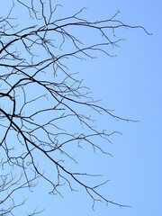 dry branch of tree with blue sky background