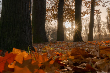 Fototapeta premium autumn in the park