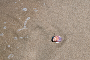 Fototapeta na wymiar seashell on the beach sand with ocean wave entering