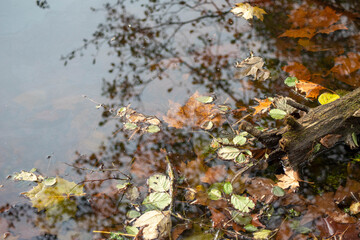 Fallen log, fall leaves and sticks curve around the edge of a woodland pond, a tree is reflected in the water. Natural light with excellent copy space.