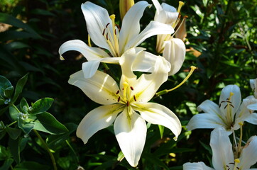 Beautiful Lily flower on green leaves background. Lilium flowers in the garden. Background texture plant fire lily with orange buds. Image plant blooming tropical flower lily