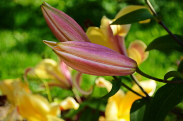 Beautiful Lily flower on green leaves background. Lilium flowers in the garden. Background texture plant fire lily with orange buds. Image plant blooming tropical flower lily