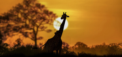 Naklejka premium A silhouette of a giraffe at down golden sunset.