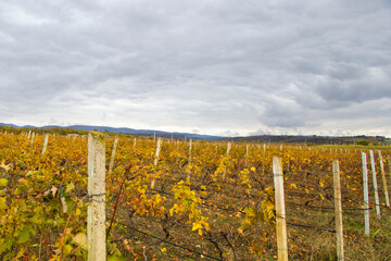 Fototapeta na wymiar Winery and wine yard in Kakheti, Georgia. Landscape of grape trees valley
