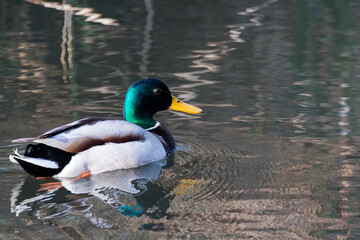 Anas platyrhynchos, pato real