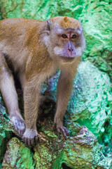 Macaque (Macaca fascicularis) monkey in Batu Caves, Kuala Lumpur, Malaysia. 