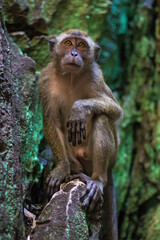 Macaque (Macaca fascicularis) monkey in Batu Caves, Kuala Lumpur, Malaysia. 