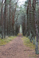 Obraz premium footpath in the woods