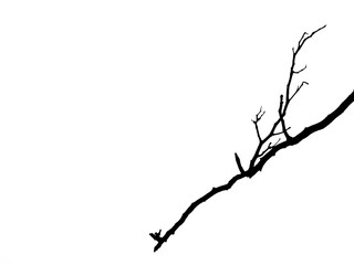 dry branch tree silhouette isolated on white background