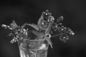 black and white bouquet of Veronica flowers in a glass of water on a black background