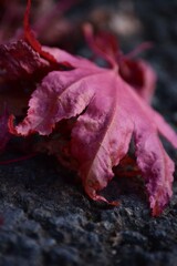 Rotes Ahornblatt, Herbst, Laub, Bl&auml;tter 