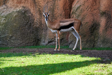 beautiful portrait of a thomson's gazelle standing on the grass with rocks in the background in a...