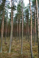 Obraz premium pine forest in autumn