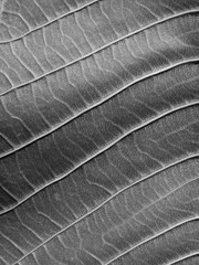 close up view of gray leaf texture ( plumeria leaf )