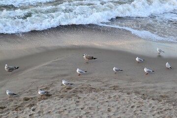 seagulls on the beach