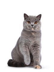 Fototapeta na wymiar Impressive blue tortie British Shorthair cat, sitting facing front with one paw playful in air. Looking towards camera with amazing orange eyes. Isolated on white background.