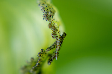 close up macro of staghorn fern spore