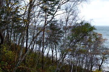 trees in the forest