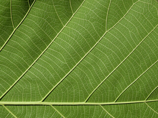 green leaves texture ( teak leaves )