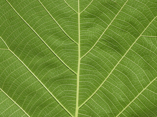 green leaves texture ( teak leaves )