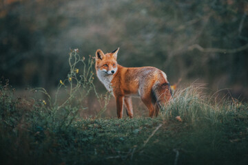 Red Fox in the grass